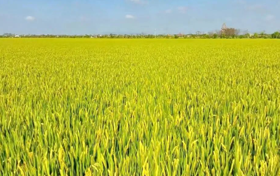 十项工程进行时 | 48万亩水稻喜迎丰收